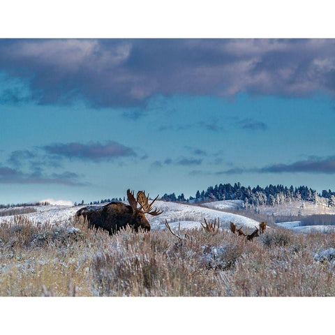 Bull moose providing lookout for the group-Grand Teton National Park-Wyoming Gold Ornate Wood Framed Art Print with Double Matting by Garber, Howie
