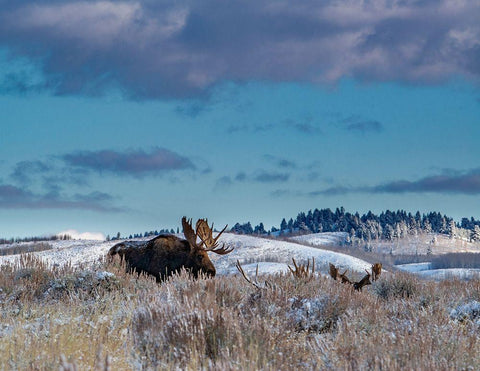 Bull moose providing lookout for the group-Grand Teton National Park-Wyoming White Modern Wood Framed Art Print with Double Matting by Garber, Howie