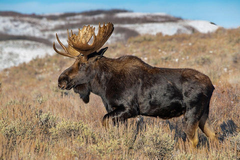 Portrait of Bull moose in sagebrush-Grand Teton National Park-Wyoming White Modern Wood Framed Art Print with Double Matting by Garber, Howie