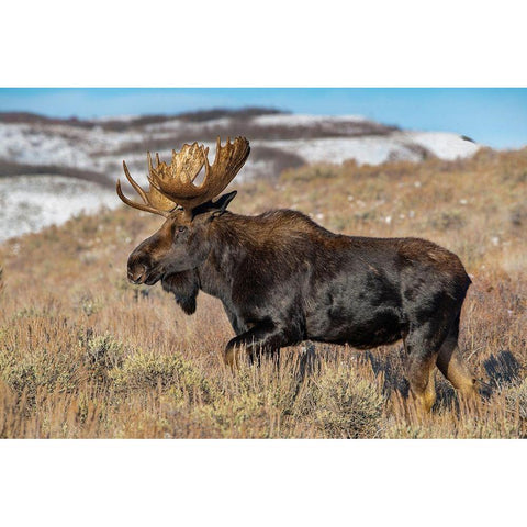 Portrait of Bull moose in sagebrush-Grand Teton National Park-Wyoming Gold Ornate Wood Framed Art Print with Double Matting by Garber, Howie