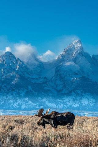 Bull moose portrait with Grand Teton Mountain and National Park in background-Wyoming Black Ornate Wood Framed Art Print with Double Matting by Garber, Howie