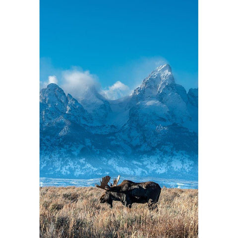 Bull moose portrait with Grand Teton Mountain and National Park in background-Wyoming Gold Ornate Wood Framed Art Print with Double Matting by Garber, Howie
