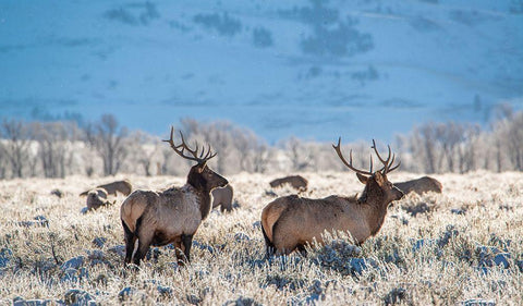 Two Bull elk graze in sagebrush-Grand Teton National Park-Wyoming Black Ornate Wood Framed Art Print with Double Matting by Garber, Howie
