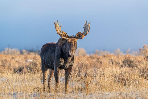 Eye contact from Bull Moose-Grand Teton National Park-Wyoming White Modern Wood Framed Art Print with Double Matting by Garber, Howie