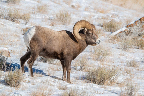 Large Bighorn Ram grazing in meadow-National elk Reserve near Grand Teton National Park-Wyoming Black Ornate Wood Framed Art Print with Double Matting by Garber, Howie