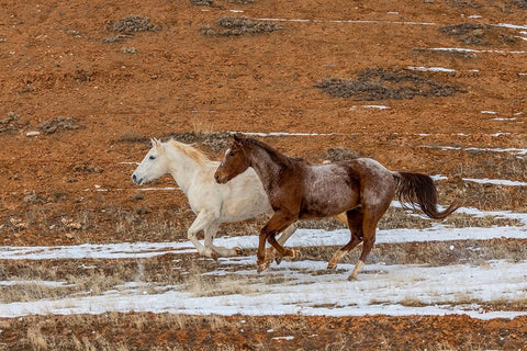 USA- Wyoming. Hideout Horse Ranch- horses in snow. White Modern Wood Framed Art Print with Double Matting by Looney, Hollice