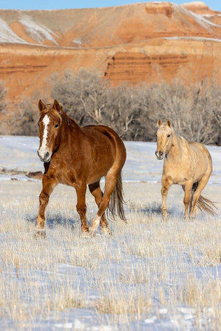 USA- Wyoming. Hideout Horse Ranch- horses in snow. White Modern Wood Framed Art Print with Double Matting by Looney, Hollice