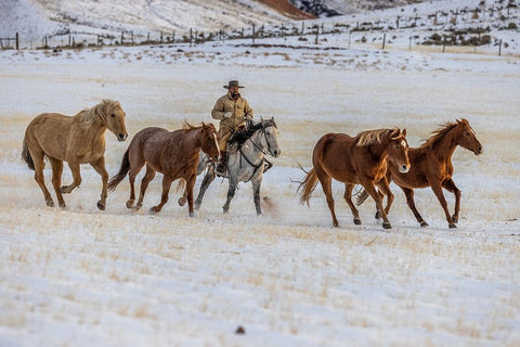 USA- Wyoming. Hideout Horse Ranch- wrangler and horses in snow. White Modern Wood Framed Art Print with Double Matting by Looney, Hollice