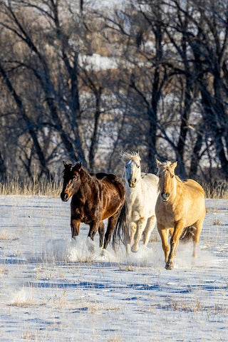 USA- Wyoming. Hideout Ranch- horses running. White Modern Wood Framed Art Print with Double Matting by Looney, Hollice