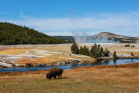 Yellowstone National Park-USA-Wyoming Buffalo and Old Faithful White Modern Wood Framed Art Print with Double Matting by Sienda, Jolly