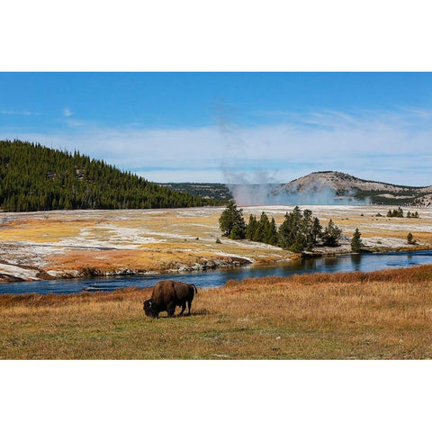 Yellowstone National Park-USA-Wyoming Buffalo and Old Faithful Gold Ornate Wood Framed Art Print with Double Matting by Sienda, Jolly