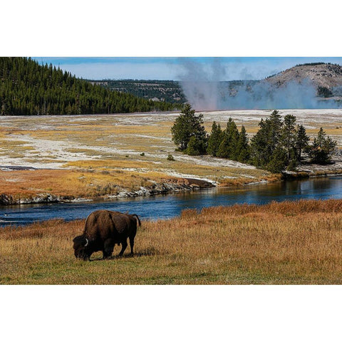 Yellowstone National Park-USA-Wyoming Buffalo and Old Faithful Gold Ornate Wood Framed Art Print with Double Matting by Sienda, Jolly