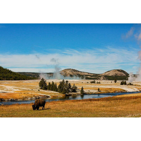 Yellowstone National Park-USA-Bison-buffalo-Steam-Old Faithful-Yellowstone River Gold Ornate Wood Framed Art Print with Double Matting by Sienda, Jolly