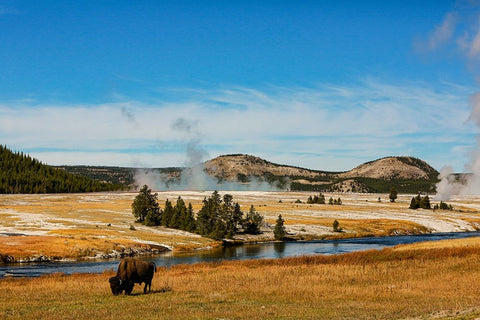 Yellowstone National Park-USA-Bison-buffalo-Steam-Old Faithful-Yellowstone River Black Ornate Wood Framed Art Print with Double Matting by Sienda, Jolly