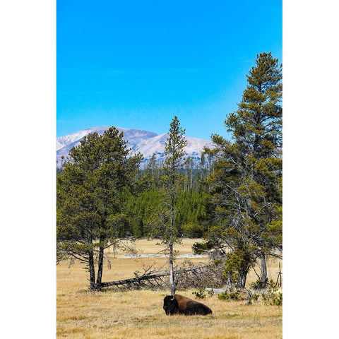 Yellowstone National Park-Wyoming-USA Buffalo Gold Ornate Wood Framed Art Print with Double Matting by Sienda, Jolly