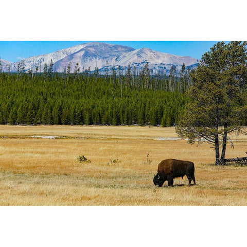 Yellowstone National Park-Wyoming-USA Buffalo Gold Ornate Wood Framed Art Print with Double Matting by Sienda, Jolly