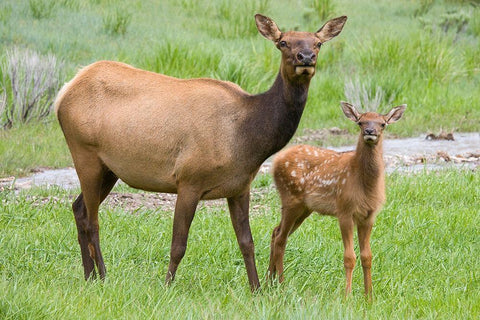 WY-Yellowstone National Park-Elk calf and mother Black Ornate Wood Framed Art Print with Double Matting by Wild, Jamie and Judy