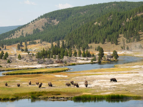 Wyoming- Yellowstone National Park. Bison herd and Firehole River White Modern Wood Framed Art Print with Double Matting by Wild, Jamie and Judy