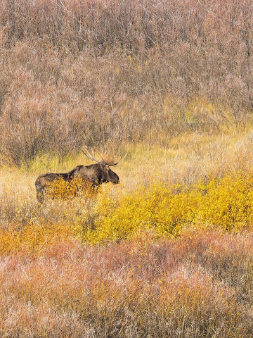 Wyoming- Grand Teton National Park. Willow Flats- bull moose White Modern Wood Framed Art Print with Double Matting by Wild, Jamie and Judy