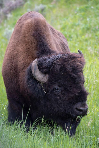 Wyoming Bison grazing-Yellowstone National Park Black Ornate Wood Framed Art Print with Double Matting by Zimmerman, Judith