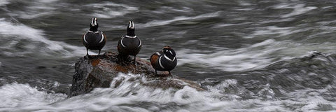 Wyoming Harlequin ducks-La Grange Cascade-Yellowstone National Park Black Ornate Wood Framed Art Print with Double Matting by Zimmerman, Judith