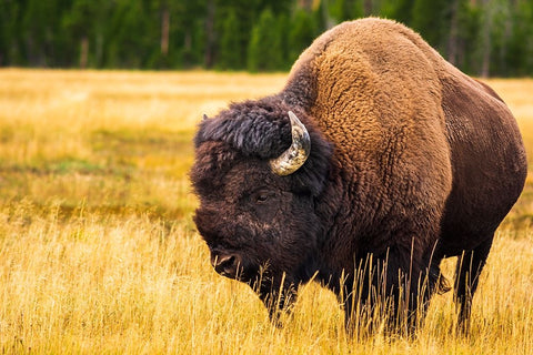Bison-Yellowstone National Park-Wyoming-USA White Modern Wood Framed Art Print with Double Matting by Bishop, Russ