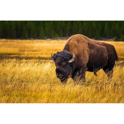Bison-Yellowstone National Park-Wyoming-USA Gold Ornate Wood Framed Art Print with Double Matting by Bishop, Russ