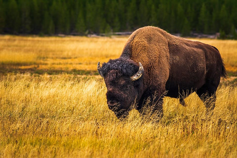 Bison-Yellowstone National Park-Wyoming-USA White Modern Wood Framed Art Print with Double Matting by Bishop, Russ