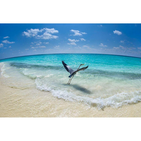 Take-Off Black Modern Wood Framed Art Print by Marchegiani, Roberto