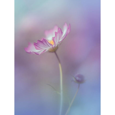 Pink Elegance Black Modern Wood Framed Art Print by Koumura, Miyako