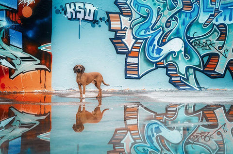 To Understand Blue You Must First Understand Yellow And Orangea? (Vincent Van Gogh) Black Ornate Wood Framed Art Print with Double Matting by Willers, Heike