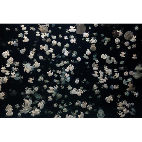Just Some Jellies Black Modern Wood Framed Art Print by Graf, Sebastian