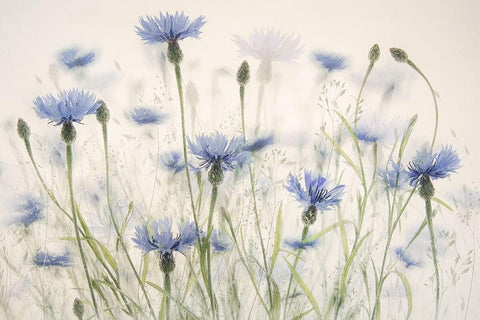 Cornflowers White Modern Wood Framed Art Print with Double Matting by Talen, Nel