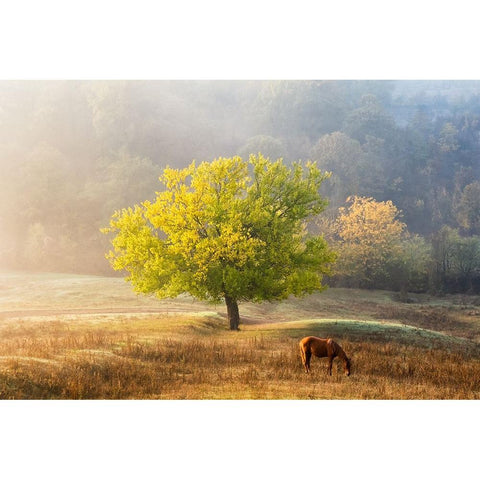 Tree Of Life White Modern Wood Framed Art Print by Prioteasa, Sebastian