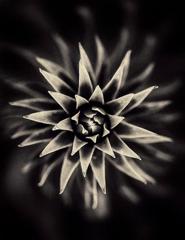 Star. White Modern Wood Framed Art Print with Double Matting by Salem, Saad