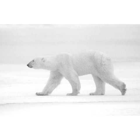 Just White White Modern Wood Framed Art Print by Pozzi, Marco