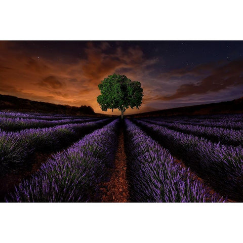 Untitled Black Modern Wood Framed Art Print by Vega Toledano, Cesar