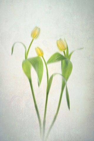 Yellow Tulips Black Ornate Wood Framed Art Print with Double Matting by Jacobs, Lydia
