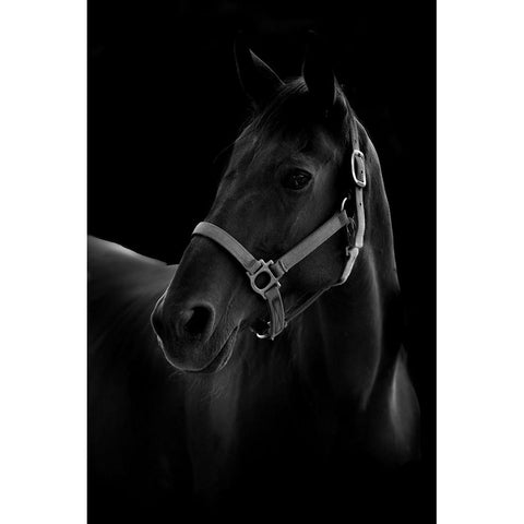 Horse White Modern Wood Framed Art Print by T, Yuya