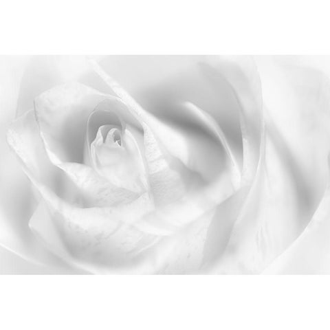 Hint Of A Rose Black Modern Wood Framed Art Print with Double Matting by Pfeiffer, Peter