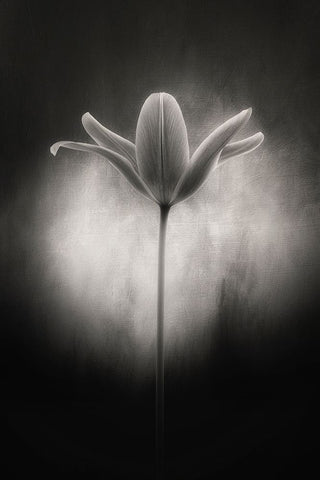 Tulip in black and white Black Ornate Wood Framed Art Print with Double Matting by Gronkjar, Lotte