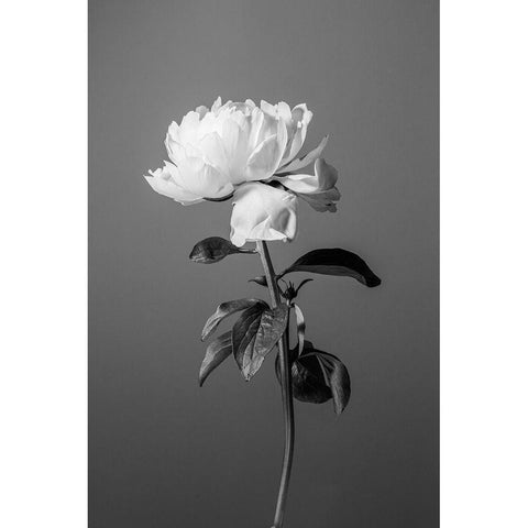 Peony BW White Modern Wood Framed Art Print by 1x Studio III