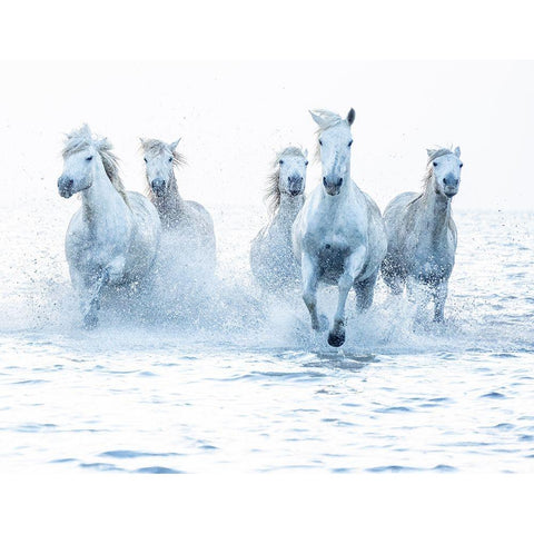 Horses on the Run White Modern Wood Framed Art Print by Zvelebil Phd, Marketa