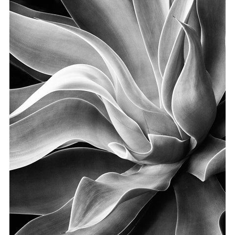 Agave Abstract, Summer 2022 Black Modern Wood Framed Art Print by Wechsler, Robin