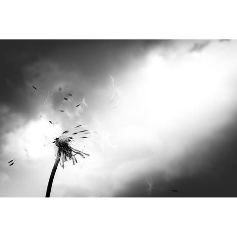 Breath of life Black Modern Wood Framed Art Print by Goto, Satoru