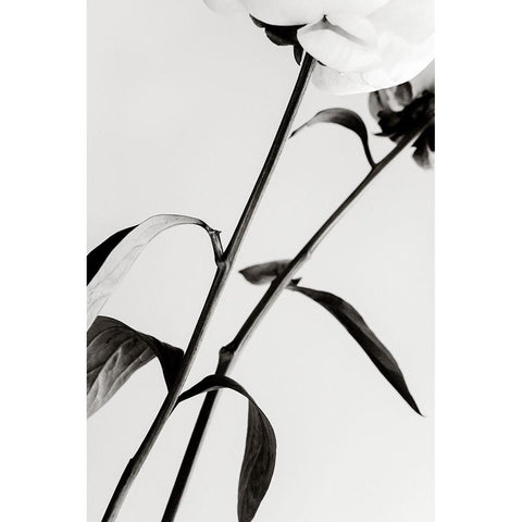 Peony 08 White Modern Wood Framed Art Print by 1x Studio III