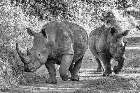 The Two Rhinos - Wildlife III Black Ornate Wood Framed Art Print with Double Matting by Richter, Regine