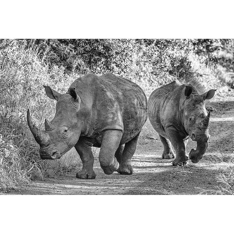 The Two Rhinos - Wildlife III White Modern Wood Framed Art Print by Richter, Regine