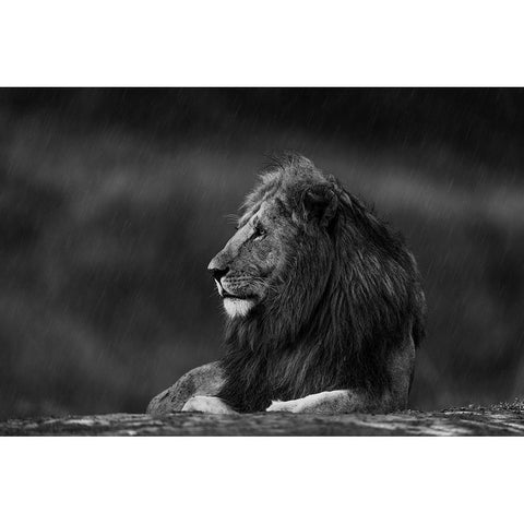 Rainy King Gold Ornate Wood Framed Art Print with Double Matting by Sobhi, Ahmed