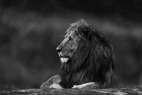 Rainy King Black Ornate Wood Framed Art Print with Double Matting by Sobhi, Ahmed